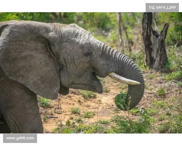 《从神奇蜘蛛侠的成长与责任中汲取人生智慧与勇气的启示》 《从神奇蜘蛛侠的成长与责任中汲取人生智慧与勇气的启示》